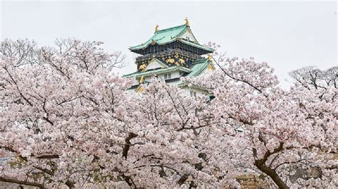 Japans Top 100 Blossoms Osaka Castle Park Osaka