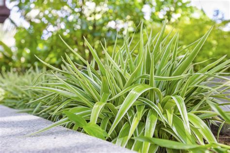 Spider Plant Ground Cover Outdoors Growing Spider Plants As Ground