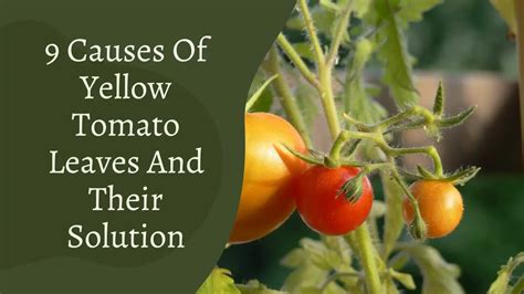 9 Causes Of Yellow Tomato Leaves And Their Solution Gardening Leaves