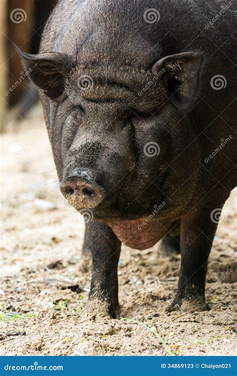 Black Pig Closeup Stock Photos Image 34869123