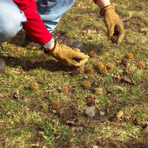 What Kind Of Tree Produces Spiky Round Balls Better Homes And Gardens