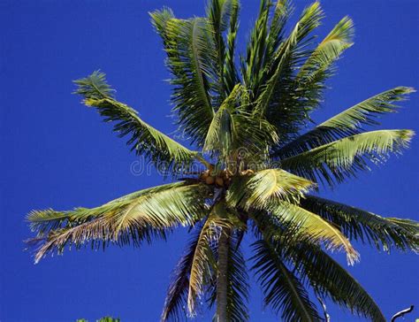 Coconut Tree Stock Photo Image Of Beach Tenthkeyword 4143832