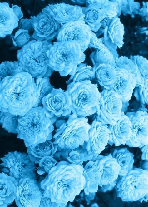24 Amazing Blue Aesthetic Flowers Wallpapers