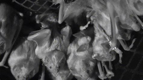 Vampire Bats Cuddled Up  On Imgur