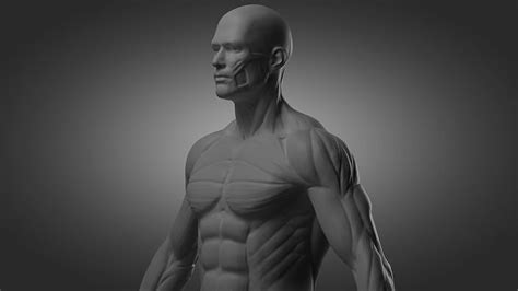 Male Anatomy 3d Model Cgtrader