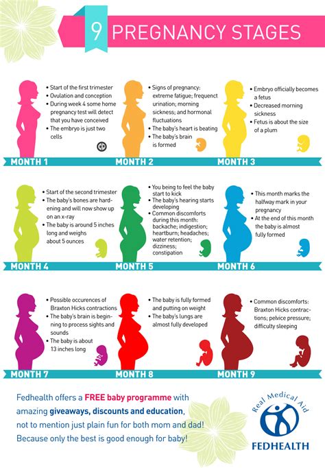 9 Stages Of Pregnancy Fedhealth Medical Aid