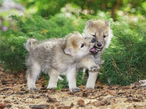Arctic Wolf Pups Canis Lupus Warman Saskatchew Canada Stock
