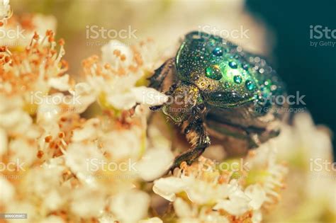 Shiny Green Beetle Stock Photo Download Image Now Animal Beetle