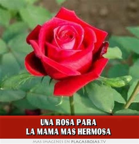 Otro de los sitios turísticos de méxico más visitados por su historia y cultura. Una rosa para la mama mas hermosa - Placas Rojas TV