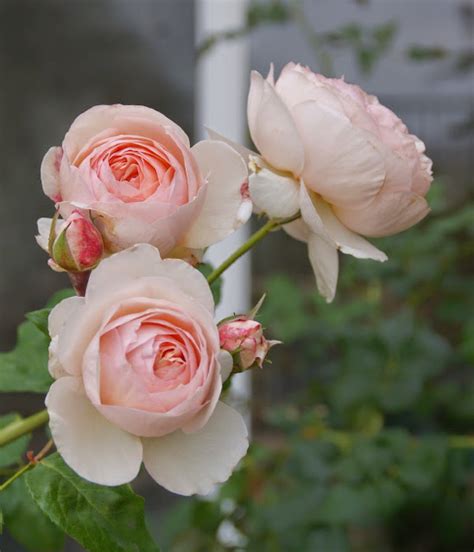 Organic Garden Dreams April Roses