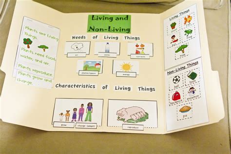 Living And Non Living Things Lapbook And Experiments Living And