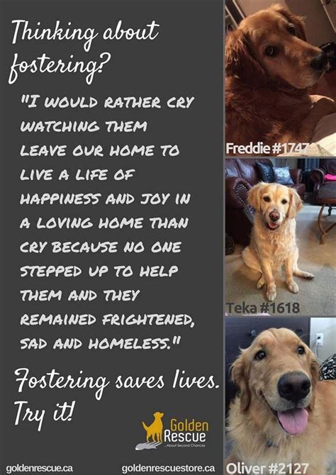 Fostering A Golden Foster Dog Mom The Fosters Foster Animals
