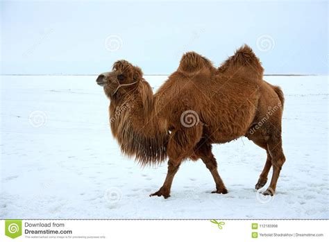 Bactrianus Del Camelus De Los Camellos Bactrianos En Invierno Foto De
