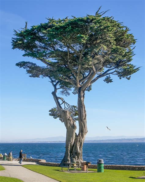 Types Of Cypress Trees In California Lilliana Dugan