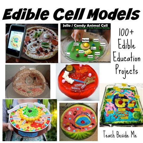 100 Edible Education Projects Edible Cell Edible Cell Project Cells