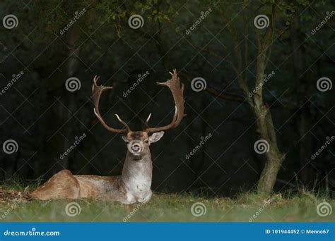Fallow Deer During Mating Season Stock Photo Image Of Park Forest