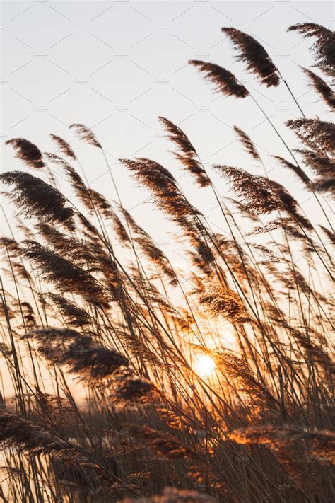 Reeds At Sunset Nature Stock Photos ~ Creative Market