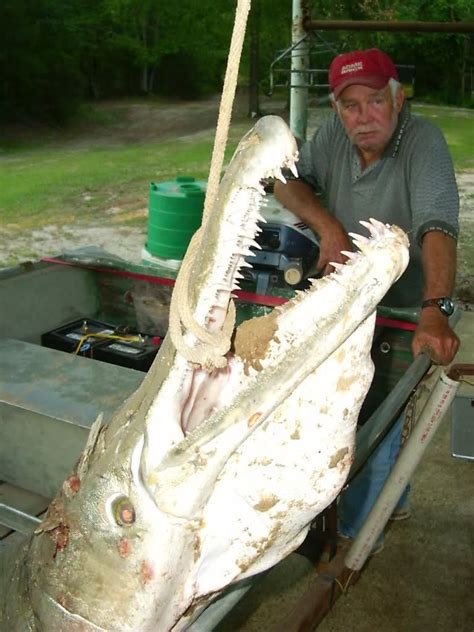 International Fishing News Usa Giant Gar Alligator