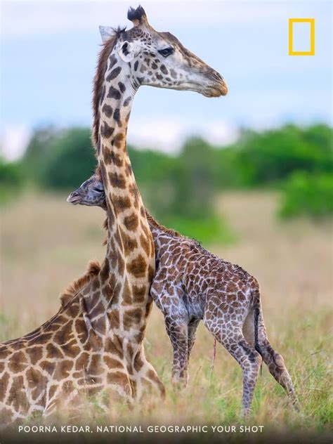 National Geographic On Twitter Giraffe National Geographic
