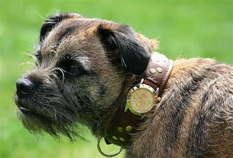 A Dog Collar With A Rolex Watch Is The Ultimate Pet Accessory For A