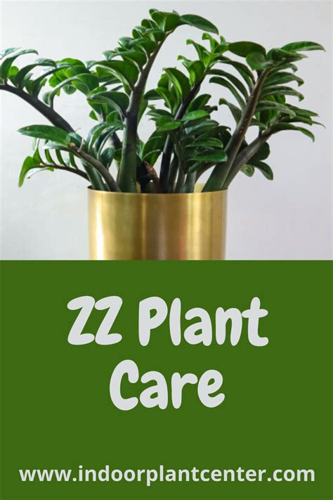 Zz Plant Care Zz Plant Care Plant Care Plants