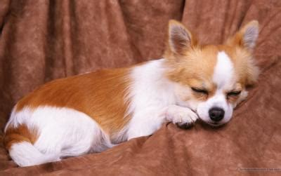 E femmine, tre mesi, si cedono muniti di libretto sanitario attestante microchip e vaccinazioni e bellissimo esemplare di chihuahua maschio a pelo lungo nato il 29/04/2015 età 5 anni in ottima. Vendita di Chihuahua a Perugia a prezzi economici con ...