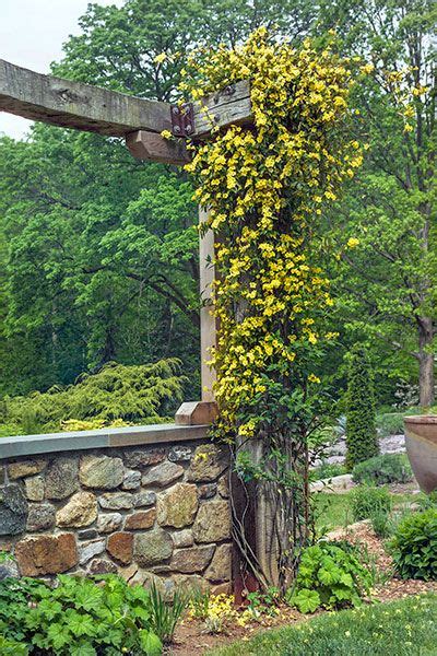 Perennial flowers for zone 6. Perennial Picks that Make Quick Climbers | Evergreen vines ...