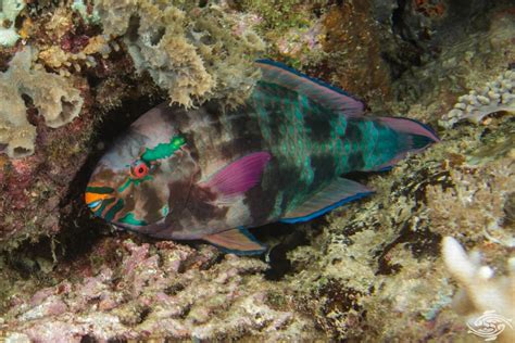 Parrot Fish Interesting Facts And Photographs Seaunseen