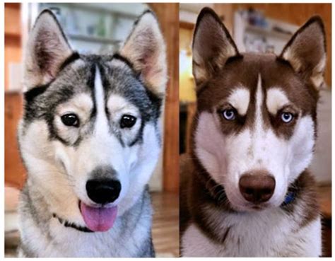 Find your new family member today, and discover the puppyspot difference. Siberian Husky puppy dog for sale in Corvallis, Oregon