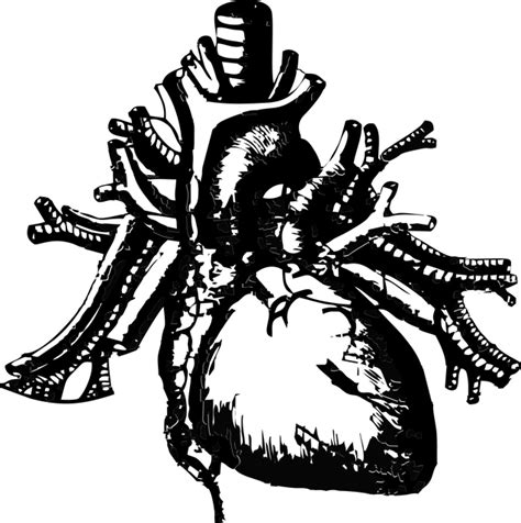 Partes Del Corazón Anatomía Y Cómo Funciona El Corazón