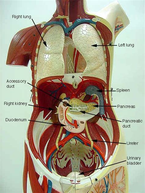 Labeled Human Torso Model Diagram Torso Digestive Superficial Human