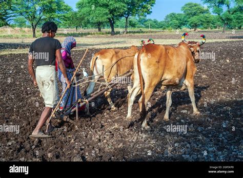 Indian Farmer Couple Plowing Wheat Fields With A Pair Of Oxen Using Traditional Plough At
