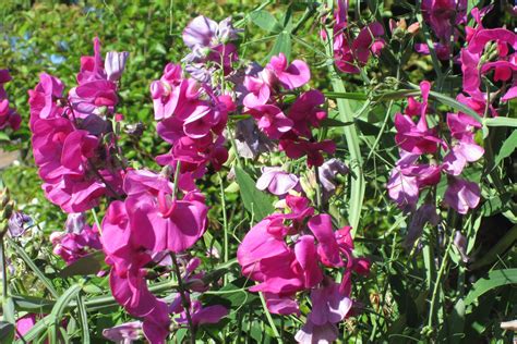 Wild Sweet Peas I Collected The Seeds From Plants At Boulevard Park In
