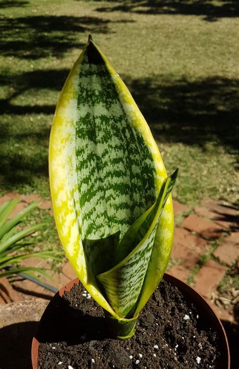 Variegated Dwarf Snake Plant Sansevieria Golden Hahnii Succulent