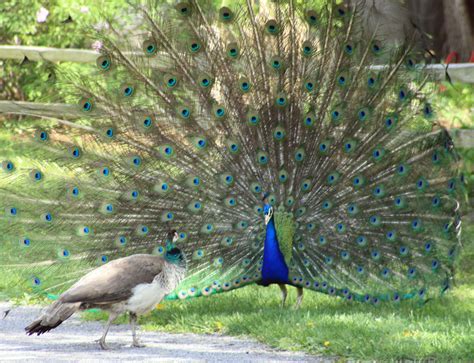 Peacocks In Love Photography Bird Animals