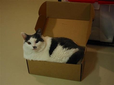 15 Cute Cats In Boxes Amazing Creatures