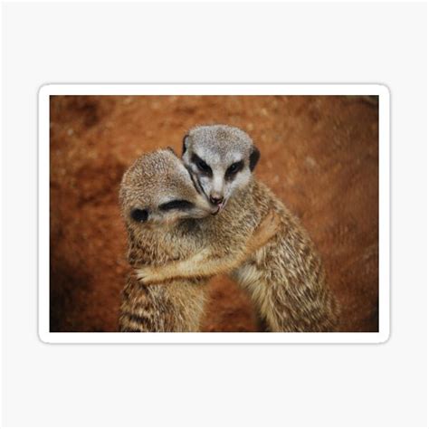 Meerkat Hug Sticker By Luccyanne Redbubble