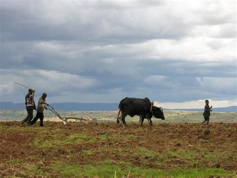 Plowing Land In Tsangano District Tete Province Mozambiq Flickr