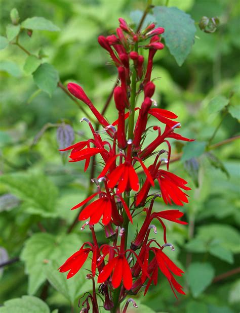 Cardinal Flower Lobelia Cardinalis By A Brook Sullivan Flickr