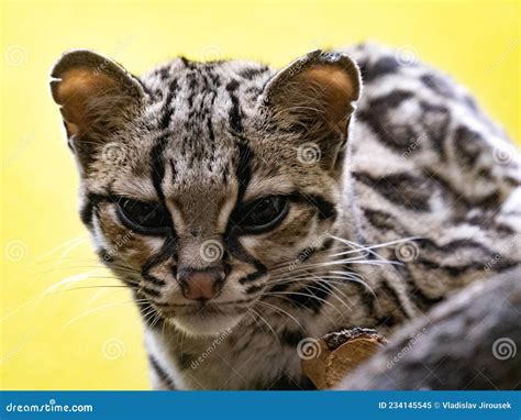 Portrait Of A Very Rare Margay Leopardus Wiedii Stock Image Image Of