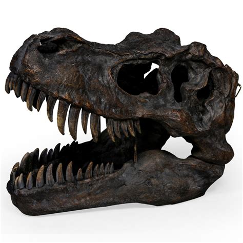 Large Tyrannosaurus Dinosaur Skull Wall Head Wall Head Hangings