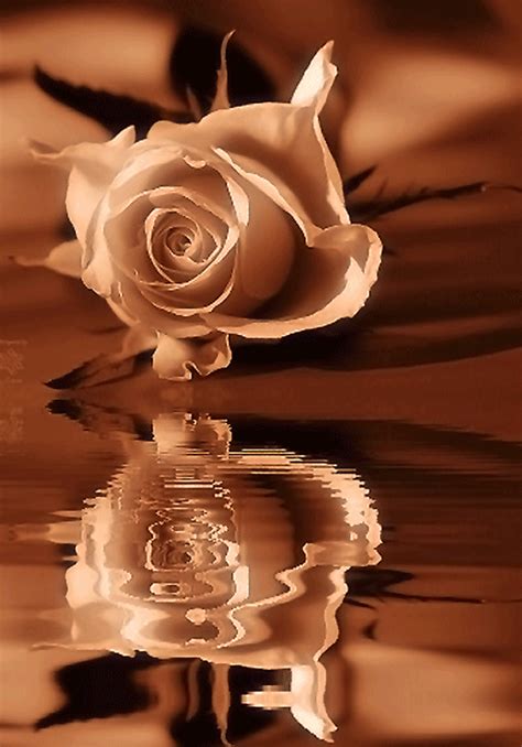 24 Animated Rose  Pictures Ideas
