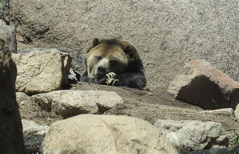 Watch Adorable Grizzly Create A Hibernation Den At The Denver Zoo