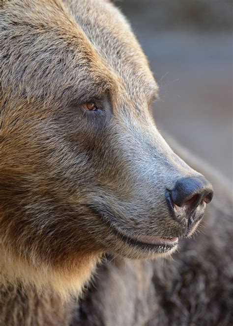 1000 Images About Bears On Pinterest Portrait