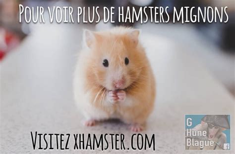 Un Hamster Mignon Voir Le Lien Pour En Voir Plus Blagues Et