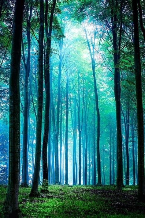 Nature Forest Photography Beautiful Nature Pictures Fantasy Landscape