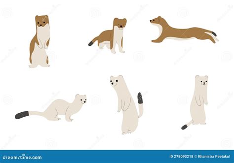 Stoatsermine And Weasels 4 Stock Vector Illustration Of Cute Mink