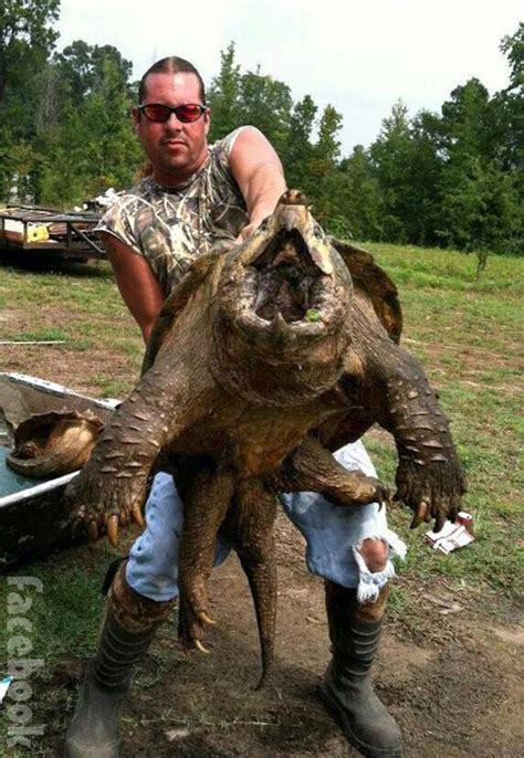 Swamp People Roger Rivers Alligator Snapping Turtle Swamp People