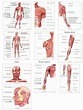 Músculos del cuerpo humano. Saludalia - Didactalia: material educativo