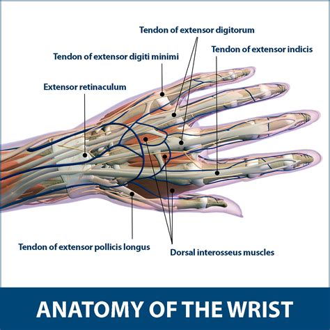 Tendon Diagram Hand Anatomy Of The Hand And Wrist From The Right Hand